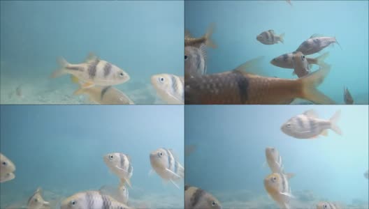 许多小型鲤科鱼在水下游泳高清在线视频素材下载