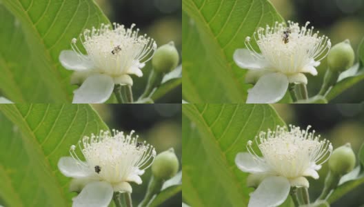 自然光线下的番石榴花和蜜蜂高清在线视频素材下载