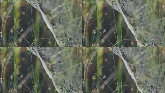 蜘蛛网里的蜘蛛的特写高清在线视频素材下载