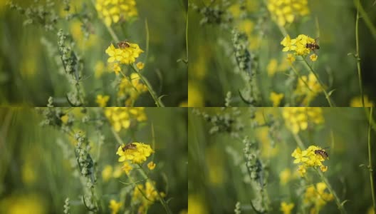 蜜蜂从芥菜花蜜中采集花蜜的慢动作。高清在线视频素材下载