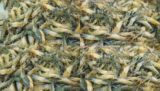 海虾在市场上卖海鲜。高清在线视频素材下载