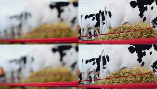 黑色和白色的奶牛排成一排，在后面高清在线视频素材下载