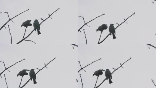 两只鸟在冬天的树上休息高清在线视频素材下载