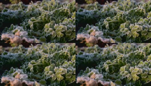 青草绿叶上的霜在晨曦中闪烁高清在线视频素材下载