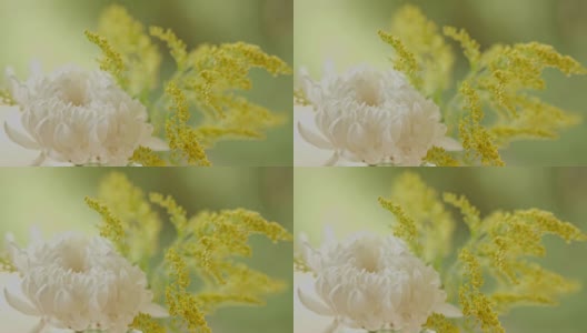 粉彩花突出清晰的花瓣在模糊美丽的背景高清在线视频素材下载