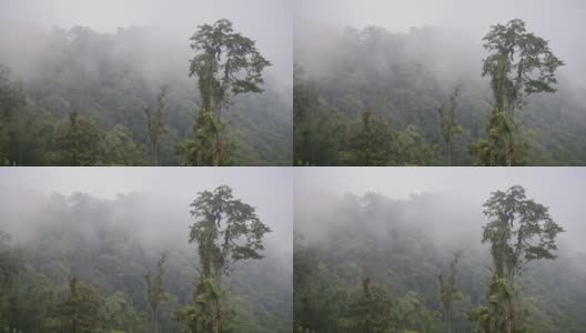 厄瓜多尔多雾天气下的马什皮原始云雾森林。采用针高清在线视频素材下载