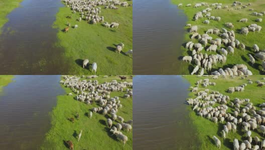 鸟瞰图羊群在河边和湖边的牧场上吃草高清在线视频素材下载