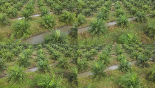 一架无人机在清晨从泰国亚洲乡村起飞，美丽的绿色郁郁葱葱的棕榈油种植园的近距离空中景观。种植着水道高清在线视频素材下载