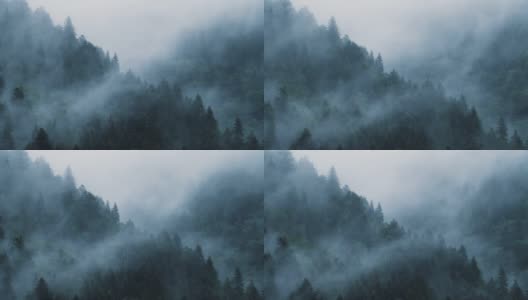 雾蒙蒙的松树林在下雨的天气，4K的神秘概念。寒冷的清晨，浓密的云杉林里飘起厚厚的云雾;初秋的清晨，松林笼罩着令人毛骨悚然的雾和薄雾高清在线视频素材下载