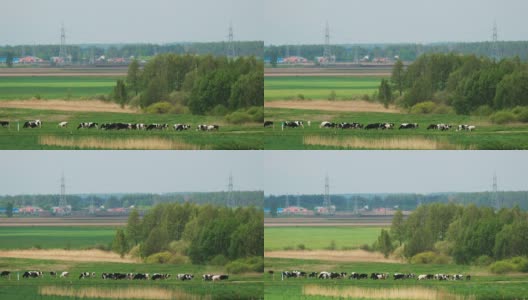 一群牛在乡村草地上吃草。白俄罗斯夏季乡村景观中的牛高清在线视频素材下载