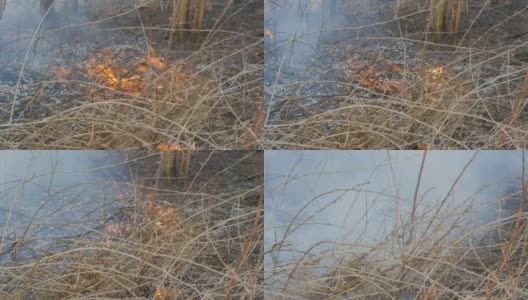 燃烧的干草和树枝近距离观察。自然界中危险的野火高清在线视频素材下载