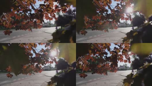 秋天的枫叶，黄红的叶子在微风中摇曳高清在线视频素材下载
