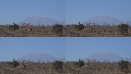 一只长颈鹿走过镜头，背景是乞力马扎罗山高清在线视频素材下载