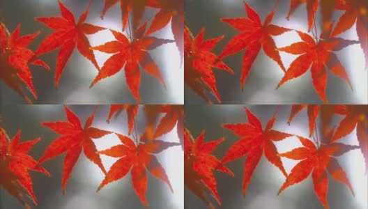 日本槭(Acer japonicum)是槭属多年生木本落叶植物的一种高清在线视频素材下载