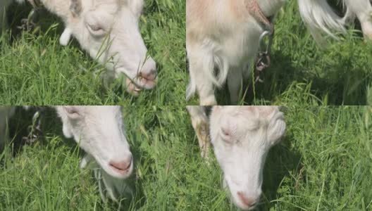 (特写镜头)白色的山羊在绿色的草地上吃草，旁边是村庄的围栏高清在线视频素材下载