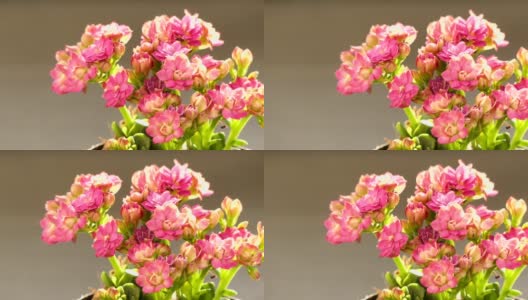 温暖的阳光下盛开着粉红色的花朵高清在线视频素材下载