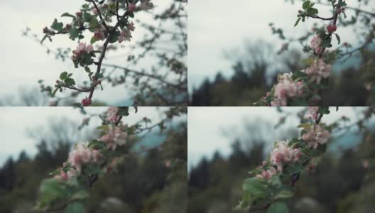 近景拍摄的是一棵新近凋谢的树枝，它有一个美丽的花蕾高清在线视频素材下载