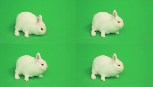 毛茸茸的白兔在他周围嗅来嗅去高清在线视频素材下载