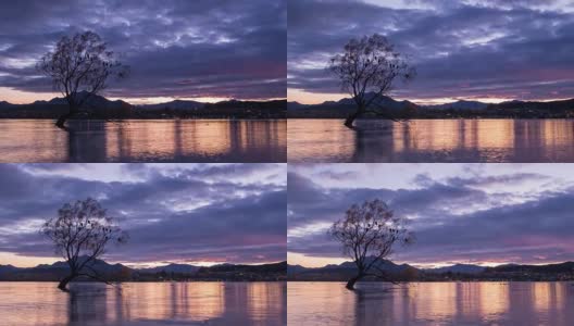 4K时间推移缩小:Wanaka树在日出，新西兰。高清在线视频素材下载