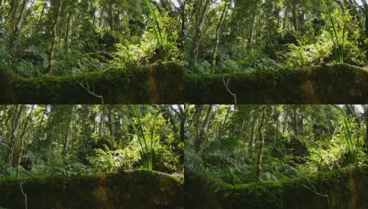 多莉拍摄野生天然无花果树扶壁根雨林环境高清在线视频素材下载