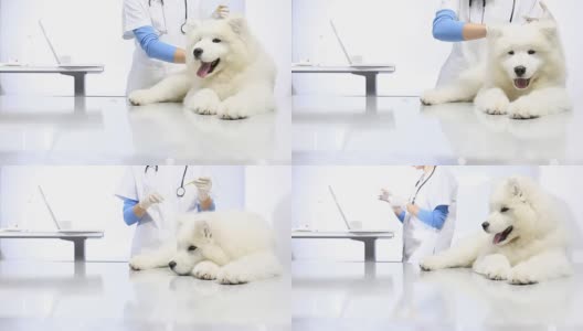 兽医用注射器给宠物狗注射疫苗高清在线视频素材下载