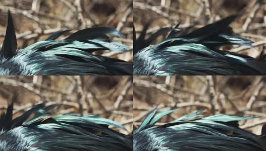 军舰鸟彩虹色羽毛的特写镜头高清在线视频素材下载