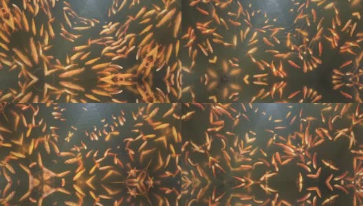 千变万化的抽象图案背景鱼在水中游泳高清在线视频素材下载