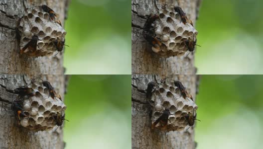 正在筑巢的黄蜂高清在线视频素材下载