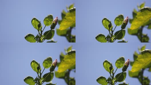 红木槿(芙蓉)高清在线视频素材下载