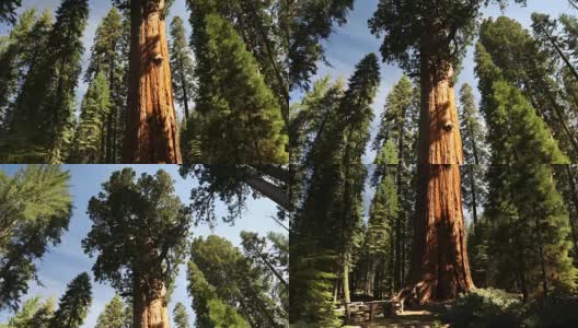 美国加州红杉国家公园的谢尔曼将军树高清在线视频素材下载