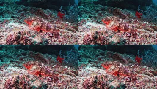 狮子鱼，蝎子鱼，有毒的鲜红色海底在马尔代夫。高清在线视频素材下载
