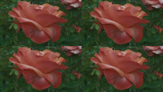 一种独特的大型杂交开花茶玫瑰。高清在线视频素材下载