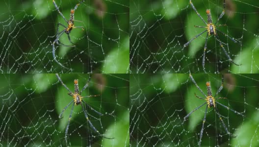 热带雨林里的蜘蛛在织网。高清在线视频素材下载