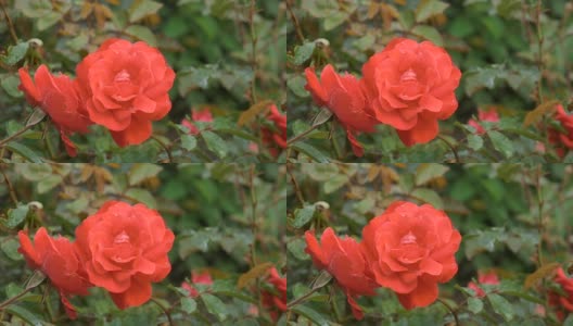 美丽的红玫瑰与水珠高清在线视频素材下载