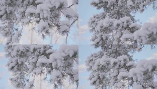 白雪覆盖的冷杉枝在冬日公园里以蓝天为背景高清在线视频素材下载