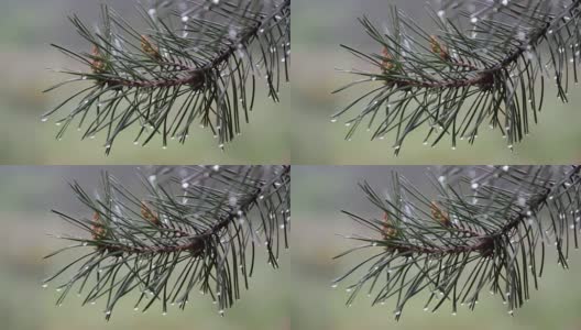 雨滴落在松枝上高清在线视频素材下载