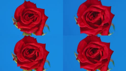 红玫瑰盛开的蓝屏背景时间流逝4k高清在线视频素材下载