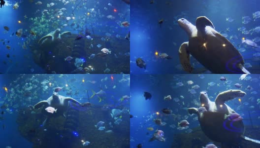 视图的水族馆高清在线视频素材下载