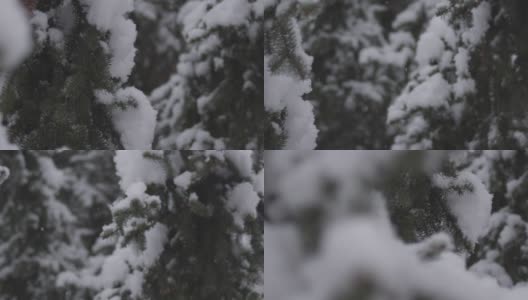 在拉克鲁萨的森林里，雪花落在树枝上高清在线视频素材下载