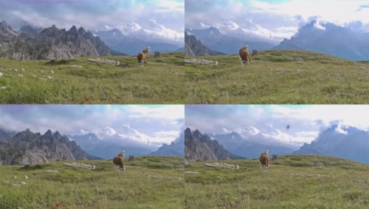 奶牛和特雷西米山或Drei Zinnen的观点高清在线视频素材下载