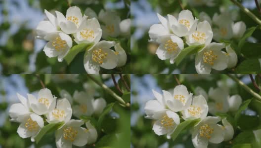 Close-up of twig with beautiful snow-white jasmine flowers in the garden. Blooming jasmine branch. Botanical, detail, natural高清在线视频素材下载