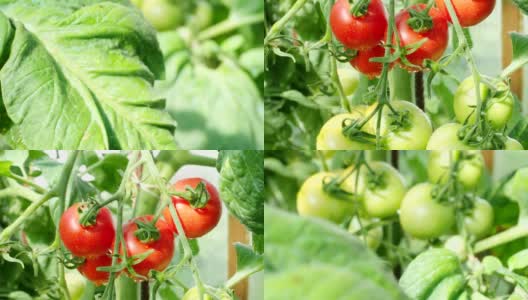 新鲜成熟的红色西红柿在温室在高清视频高清在线视频素材下载