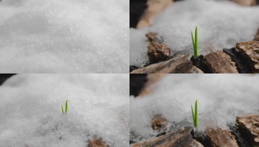 小草在雪下生长，雪在融化，草木在雪下生长，冬与春，大自然的觉醒高清在线视频素材下载