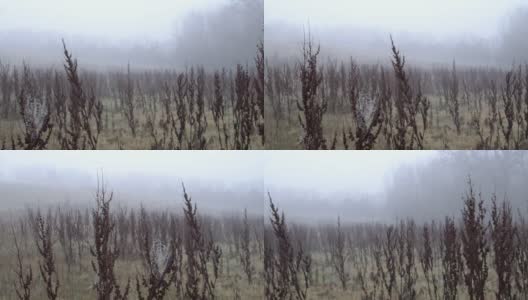 深冬/早春的田野上有雾。多莉。高清在线视频素材下载