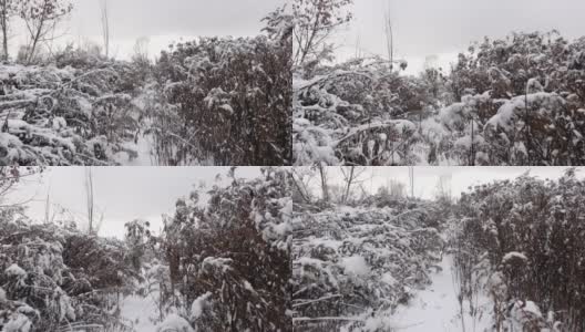 在冬天的一天，在被雪覆盖的灌木丛中行走的慢镜头高清在线视频素材下载