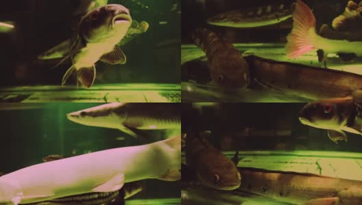 来自亚马逊河的珍奇鱼类作为宠物出售高清在线视频素材下载