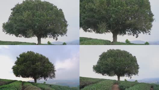 夏日午后，大叻高原茶山景观高清在线视频素材下载