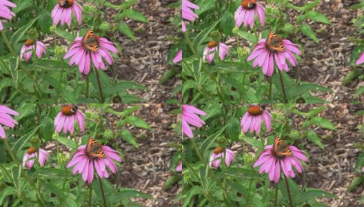 紫锥菊开花的松果花。蝴蝶，大黄蜂在一朵盛开的花上。高清在线视频素材下载