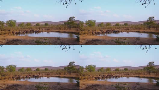 南非克鲁格国家公园的非洲水牛高清在线视频素材下载