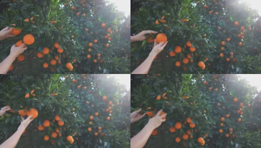 收获橙子高清在线视频素材下载